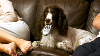 Last Call: What is your pet’s media diet?